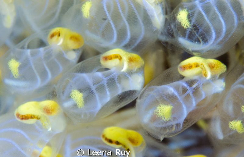 Tunicates by Leena Roy 