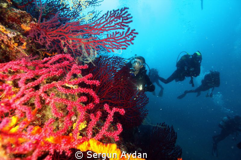 red corals by Sergun Aydan 