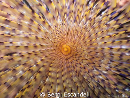 Like a flower (Sabella Spallanzanii) by Sergi Escandell 