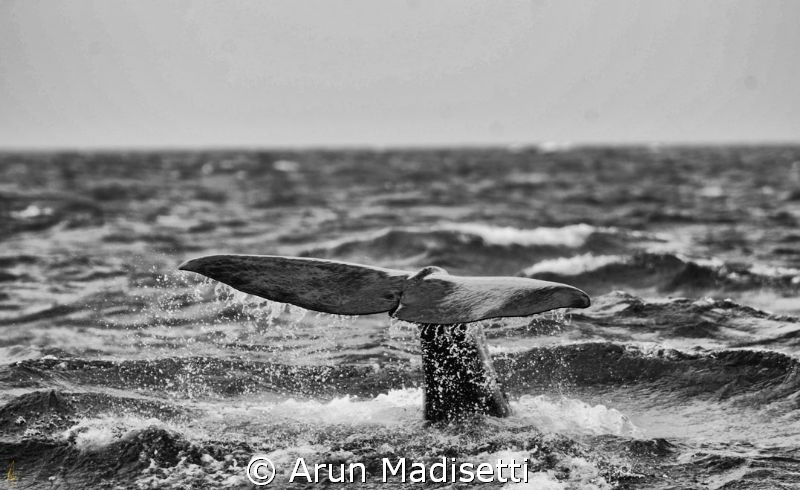 Sperm whale making a dive to over 1000m in search of food. by Arun Madisetti 