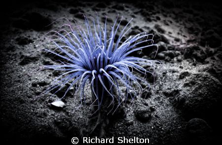 Lonely Anemone.   The Shores at La Jolla, California by Richard Shelton 