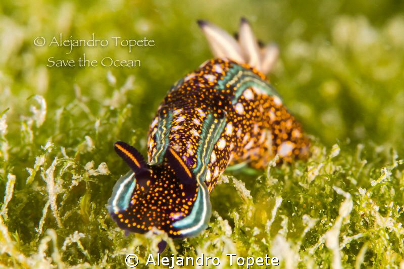 Nudibranch on the Green, Acapulco Mexico by Alejandro Topete 