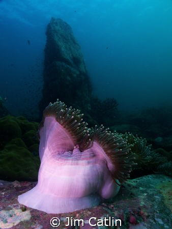 This splendid anemone mimics the shape of one of Stonehen... by Jim Catlin 