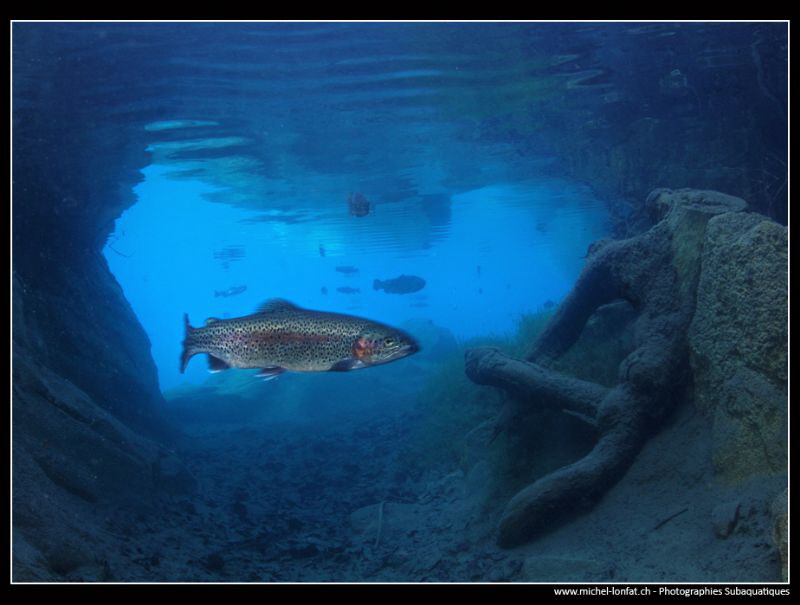 Trout in a mountain lake... :O)... by Michel Lonfat 