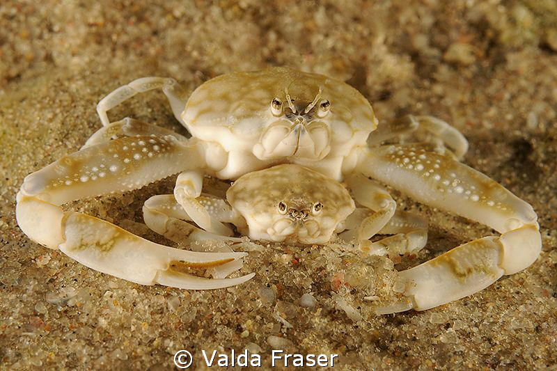 Mating pebble crabs. by Valda Fraser 