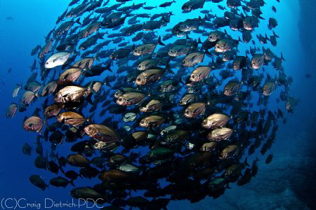 Bronze Circle  --  School of fish off Socorro Island. by Craig Dietrich 