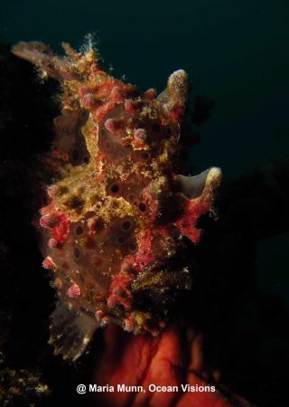 Painted frogfish just on the shores of Mabul Island taken... by Maria Munn 