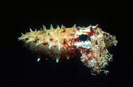 Cuttlefish - Red Sea - Egypt - Nikonos V - 35mm lens - ex... by Eduardo Lima 