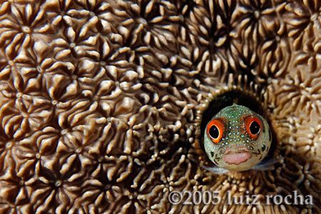 A happy blenny on its coral house. by Luiz Rocha 