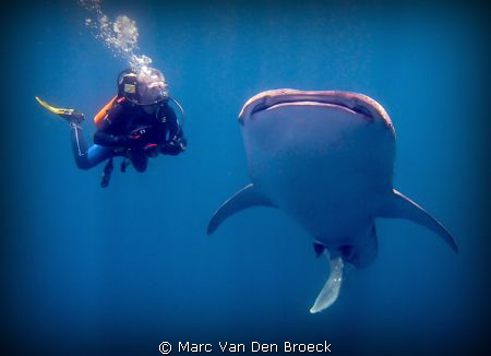 buddy and whaleshark by Marc Van Den Broeck 