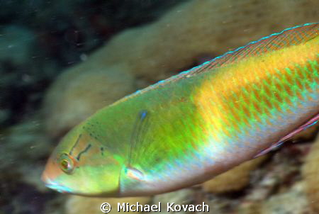 Yellowhead Wrasse on the Big Coral Knoll off the beach in... by Michael Kovach 
