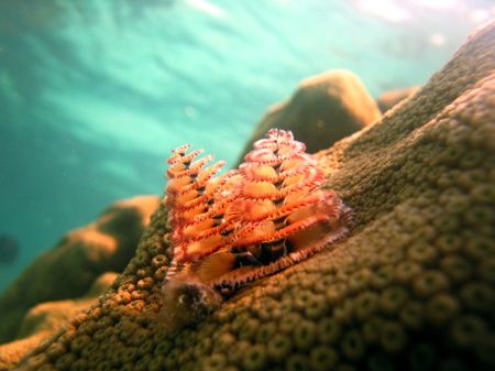christmas tree worm
Key Largo, FL
canon s70, no strobes by Dylan Matheson 