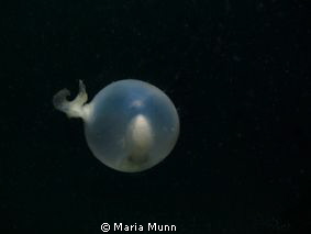 This cuttlefish egg was moving through the sea just off a... by Maria Munn 