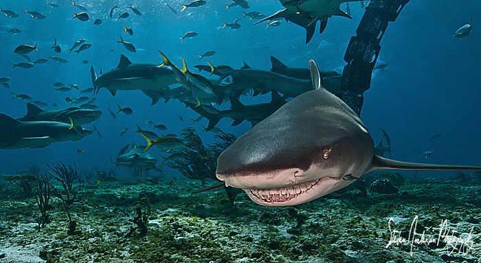 The Lemon Shark Smile from Tiger Beach - Bahamas by Steven Anderson 