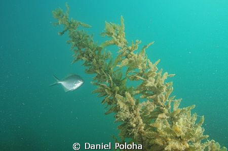 Playful young trevally in the murky waters of Mahurangi H... by Daniel Poloha 