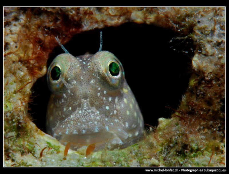 Curious Blenny... :O)... by Michel Lonfat 