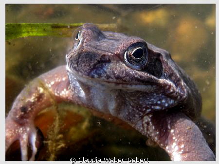 ...can these eyes lie...
freshwater macro by Claudia Weber-Gebert 