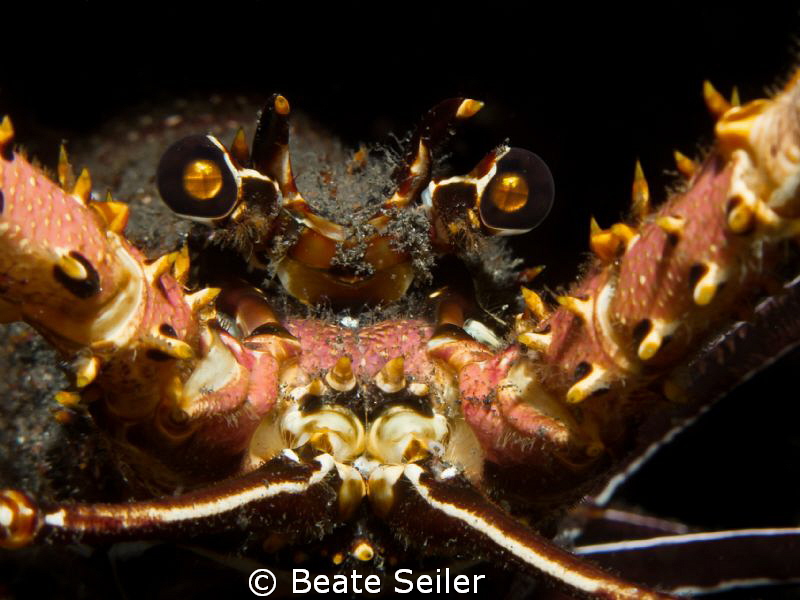 Lobster close-up on a nightdive at the house reef by Beate Seiler 
