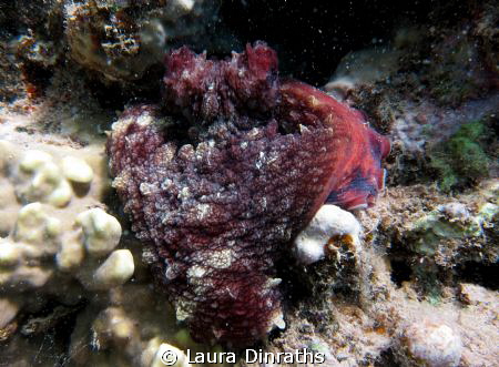 Heart shaped Octopus by Laura Dinraths 