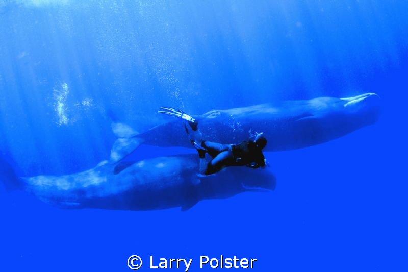 Swimming with the Sperm Whales of Dominica. Free dive, no... by Larry Polster 