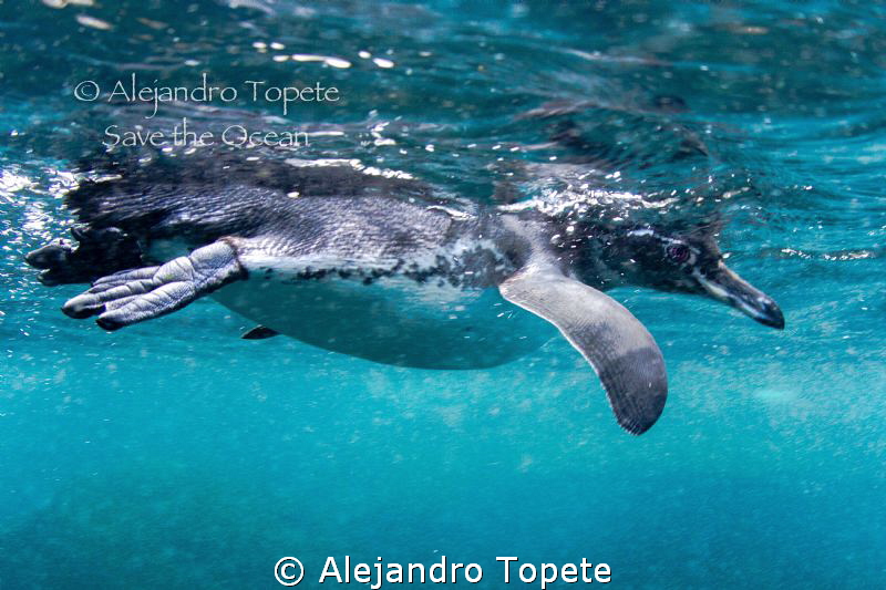 Pinguin on the surface,Galapagos Ecuador by Alejandro Topete 