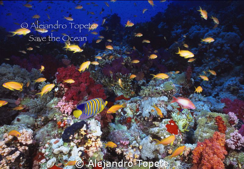 beutifull Reef in Red sea,Sharm il Sheik Egypt by Alejandro Topete 
