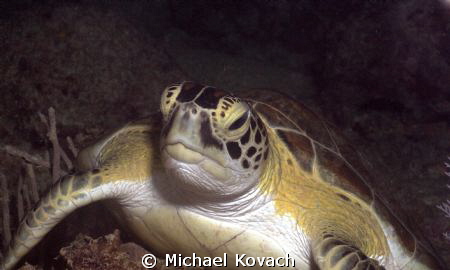 Green Sea Turtle on the Big Coral Knoll off the beach in ... by Michael Kovach 