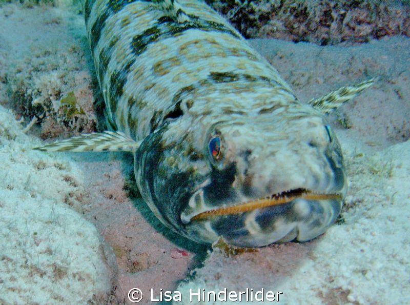 The light from within- Sand Diver by Lisa Hinderlider 