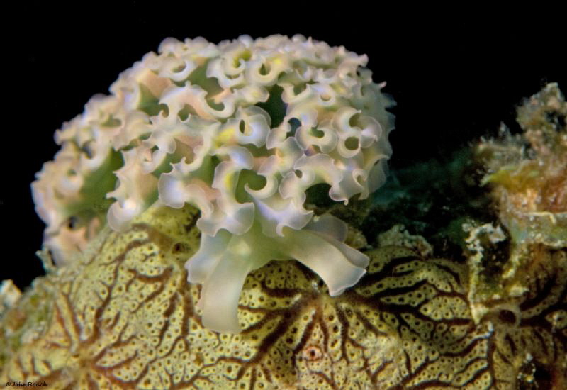 Over the hump.  Lettuce sea slug by John Roach 