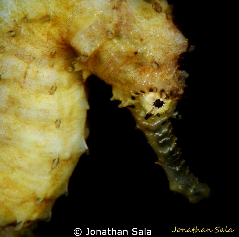 Sea Horse by Jonathan Sala 