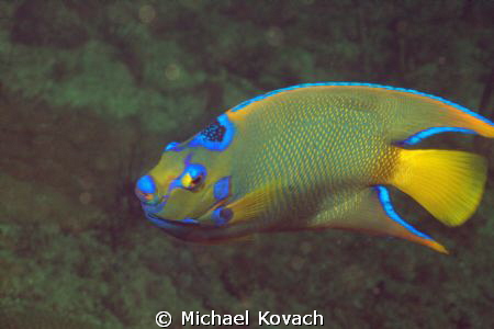 Queen Angelfish on the Big Coral Knoll off the beach in F... by Michael Kovach 