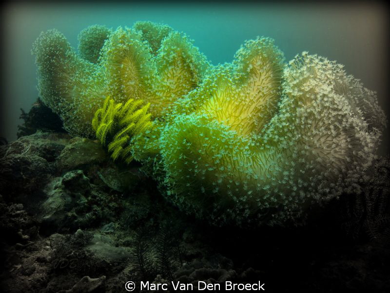 coral by Marc Van Den Broeck 
