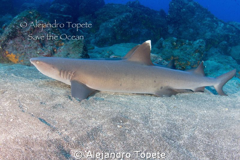 Shark resting, Galapagos Ecuador by Alejandro Topete 