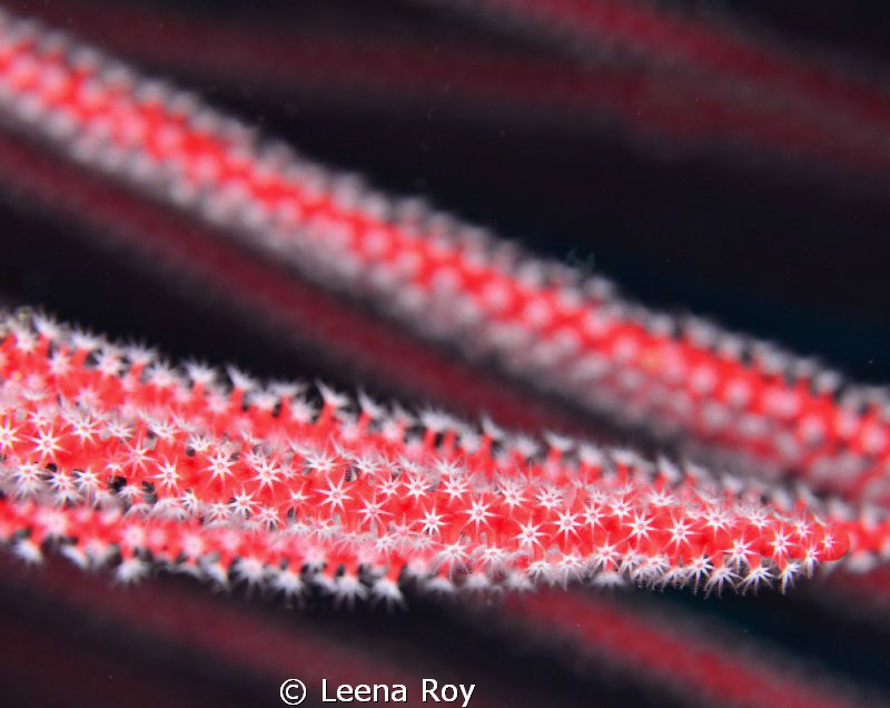 Whip coral by Leena Roy 