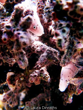 2 peppered morays hiding in coral by Laura Dinraths 