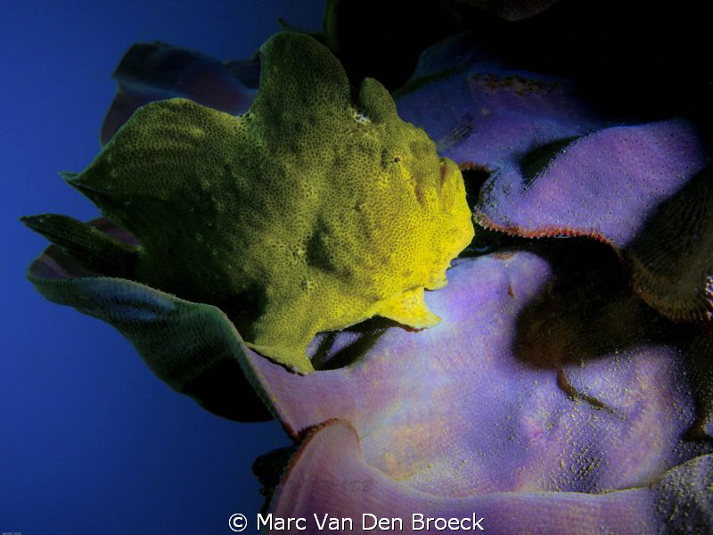 frog  fish by Marc Van Den Broeck 