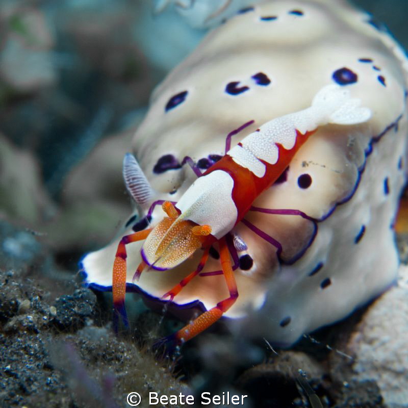 Imperator shrimp by Beate Seiler 