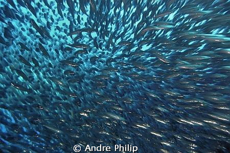 contraflow - in a baitball of sardines by Andre Philip 