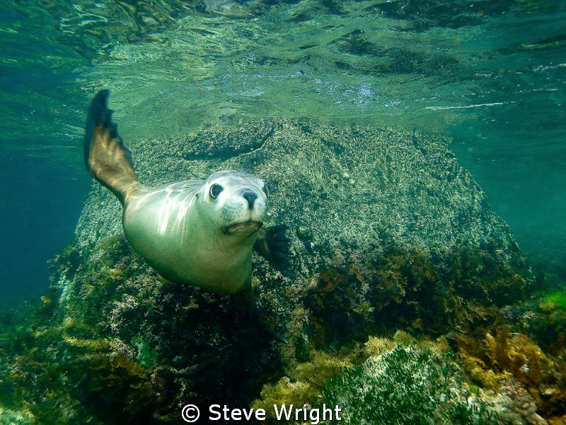 The rare and endangered Australian Sealion. by Steve Wright 