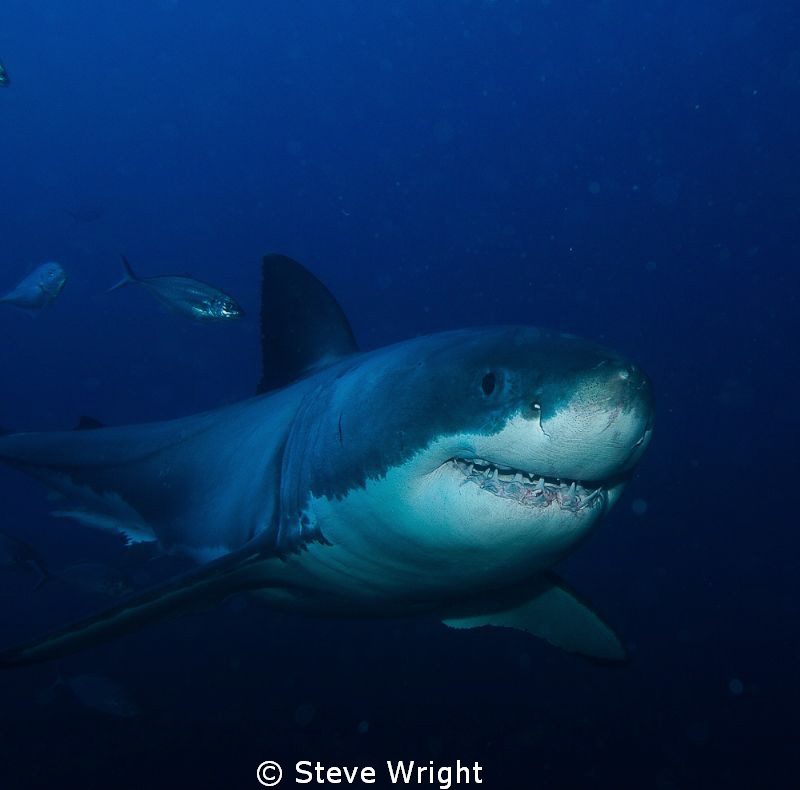 Great White...shot taken from bottom cage at the Neptune ... by Steve Wright 