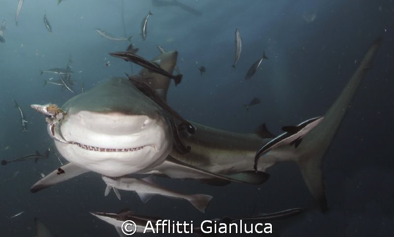 shark tale.......... by Afflitti Gianluca 