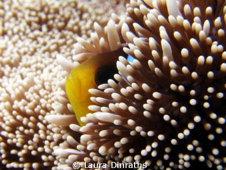 Anemonefish hiding in its anemone by Laura Dinraths 