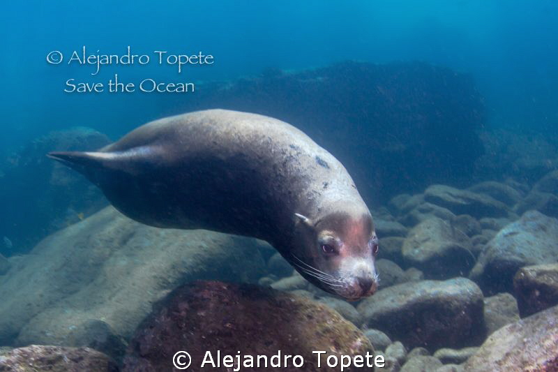 Fantastic Sea Lion encounter,La Paz Mexico by Alejandro Topete 