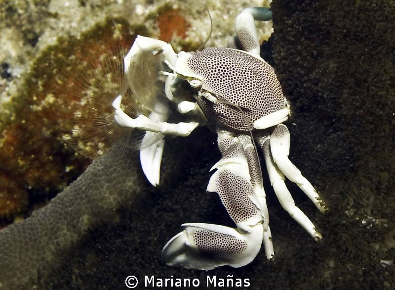 Porcelein crab eating by Mariano Mañas 