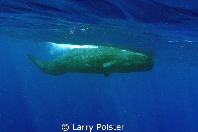 Sperm Whale starting her dive by Larry Polster 