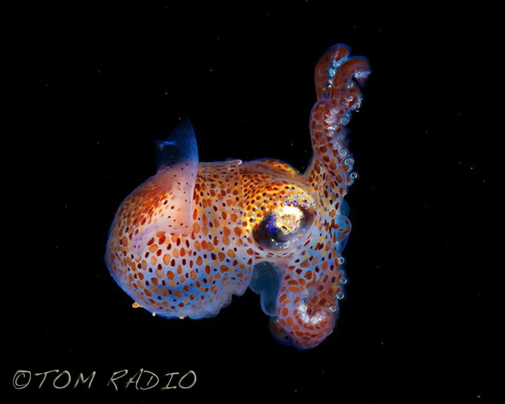Stubby Squid
Seattle, WA, U.S.A. by Tom Radio 