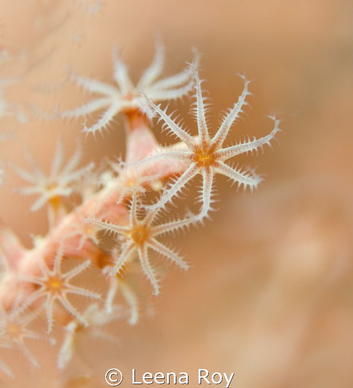 soft corals by Leena Roy 