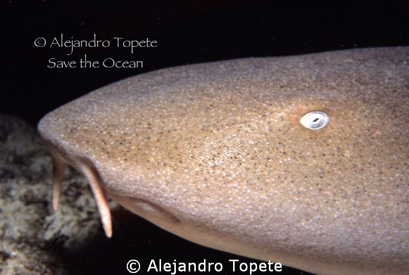 Nurse Shark close up, Cancun Mexico by Alejandro Topete 