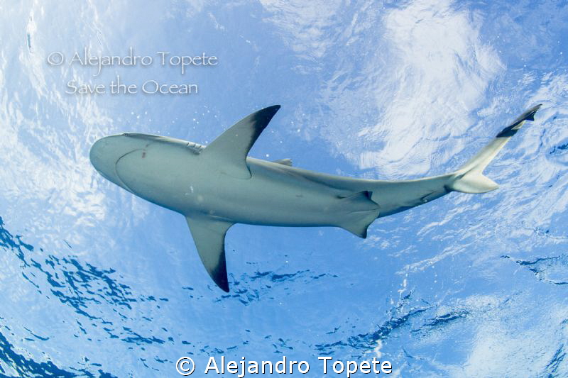 Shark on the suface, Gardens of the Queen Cuba by Alejandro Topete 