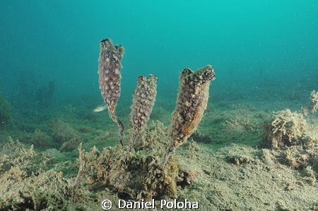 Tunicates on the silty bottom of Mahurangi harbour by Daniel Poloha 